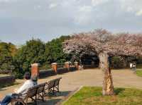 Negishi Forest Park