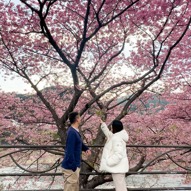 日本近郊｜超值得超宏觀的櫻花步道🌸