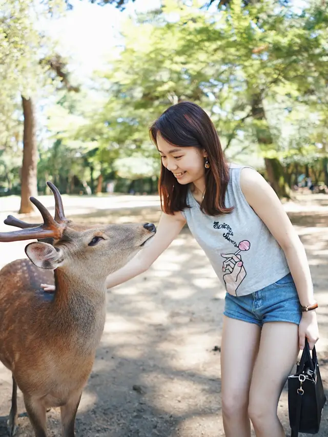 🇯🇵Come to Osaka Nara, you can't miss the deer feeding experience🍃🌸
