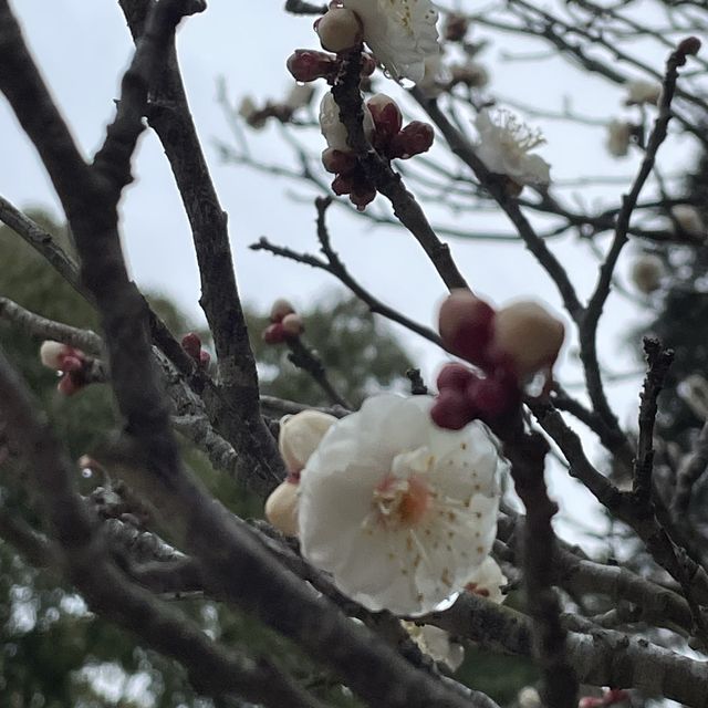 【福岡】太宰府天満宮の梅の種奉納