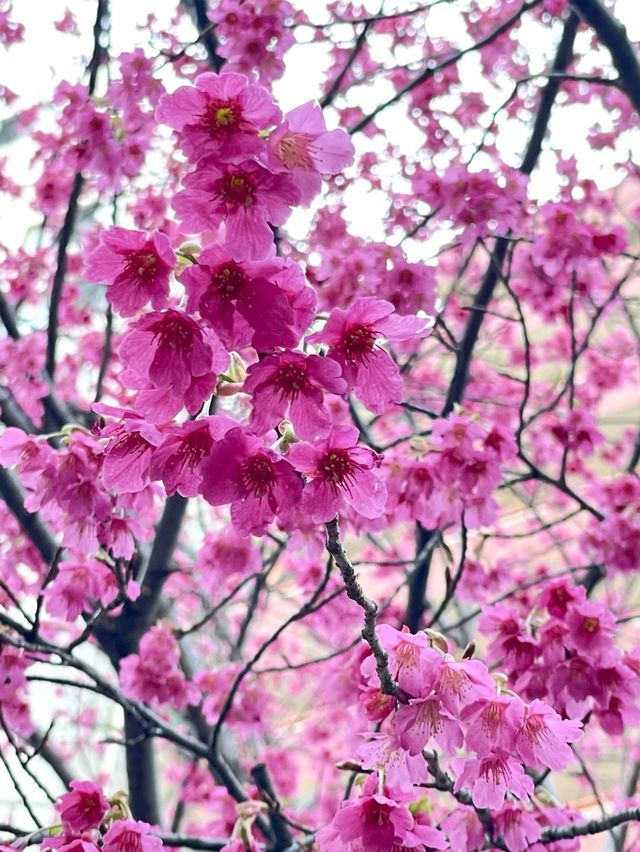 【藏前神社/東京都】ミモザと桜のコラボレーション