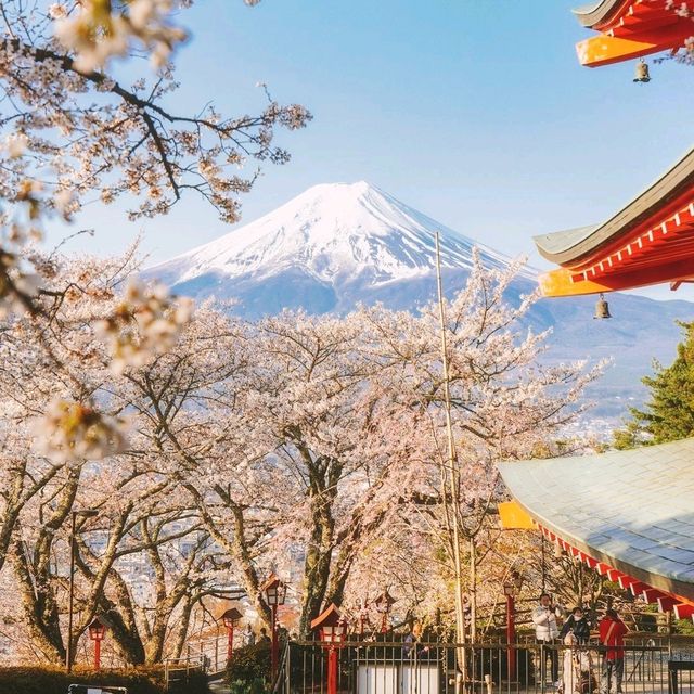 Cherry blossom in Arakurayama Sengen Park 