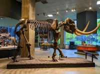 La Brea Tar Pits and Museum