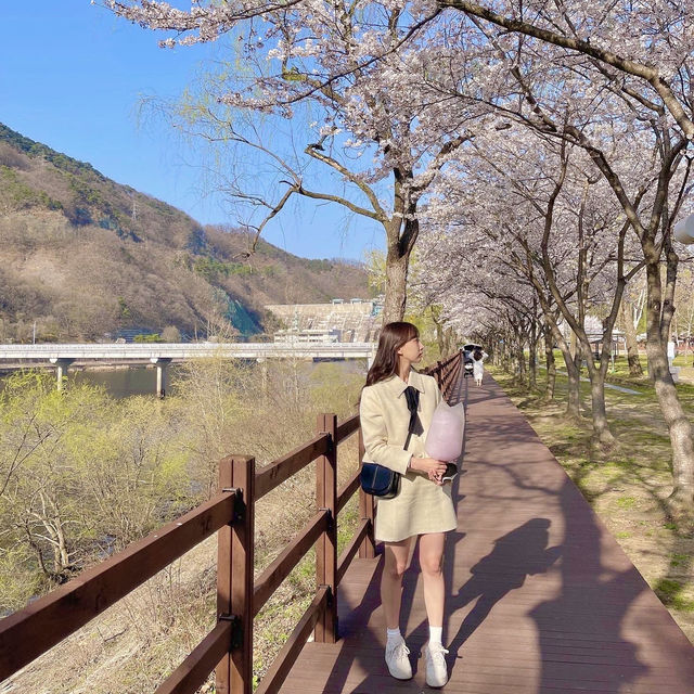 다가오는 봄 가기 좋은 대전 벚꽃 스팟 추천🌸
