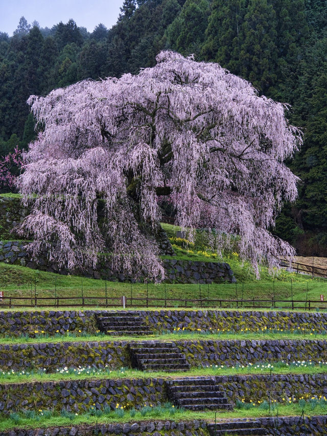 【奈良×桜】高さ13m・樹齢300年の圧巻のしだれ桜🌸