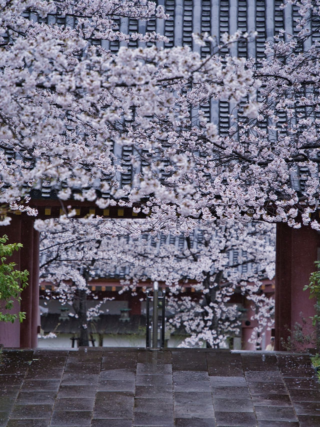 【奈良×桜】まるで桜の雲に包まれてるかのようなフォトジェニックな桜スポット🌸