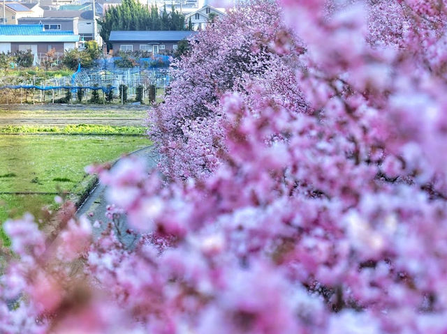 Harumeki-Sakura Cherry Blossoms