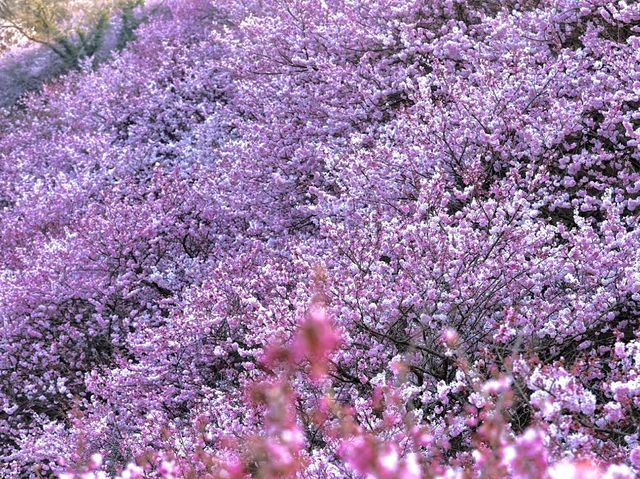 Harumeki-Sakura Cherry Blossoms