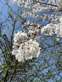 【うきは観光】桜の季節がオススメな山の上の絶景スポット