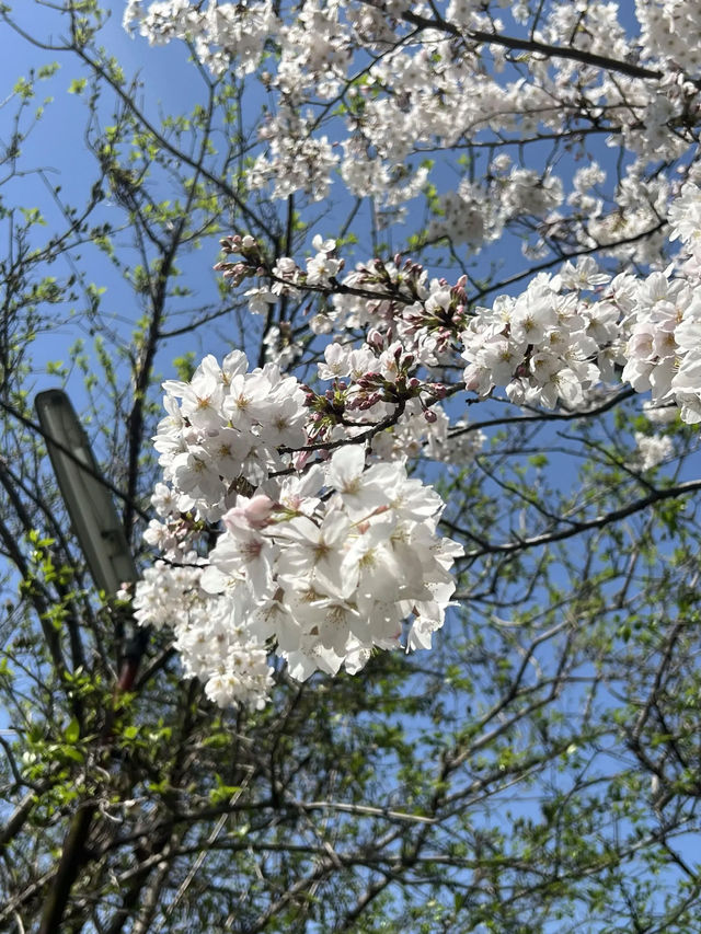 【うきは観光】桜の季節がオススメな山の上の絶景スポット