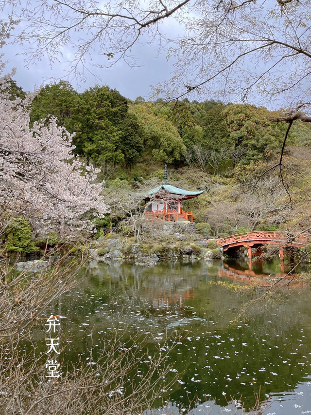 訪れる価値あり🌸豊臣秀吉も愛した醍醐寺の桜