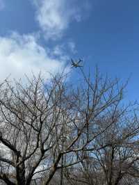 【千葉(成田)】桜×飛行機を撮影するなら絶対ここ！！飛行機が間近でみられるおすすめスポット