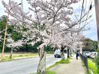 ถนนซากุระ หน้าศาลเจ้าอิชิงามิ จ.นารา