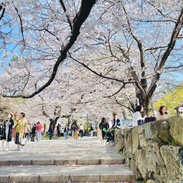 🌸ชมวิวปราสาทโคคุระท่ามกลางดอกซากุระบานสะพรั่ง