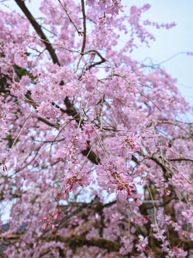 【富山】18種類1,800本もの桜が植えられている公園