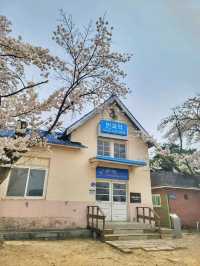 원주 벚꽃명소 반곡역🌸