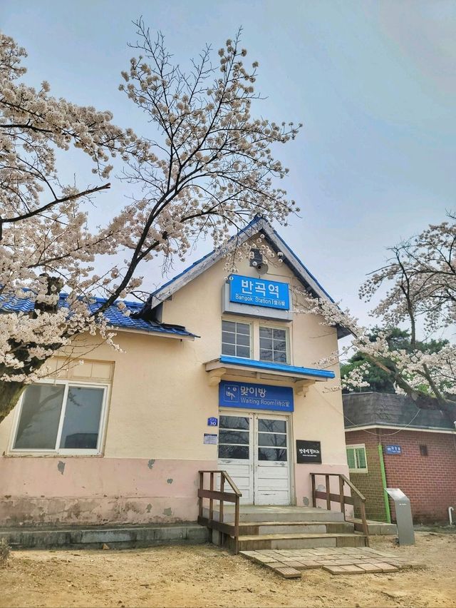 원주 벚꽃명소 반곡역🌸