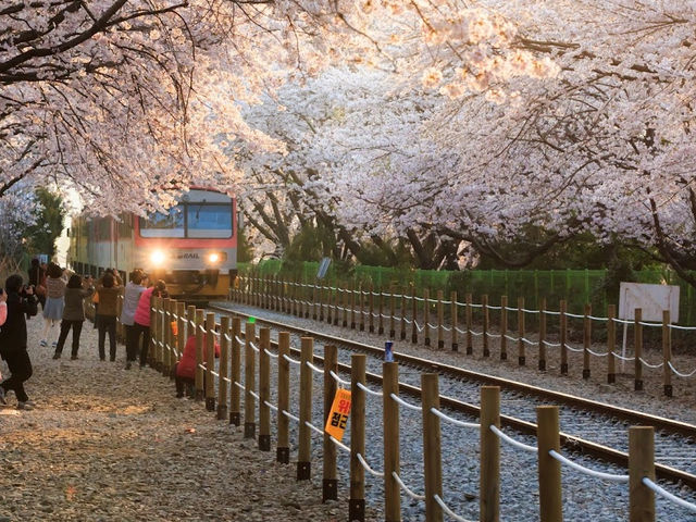 The Cherry Blossom Park in Jinhaegu