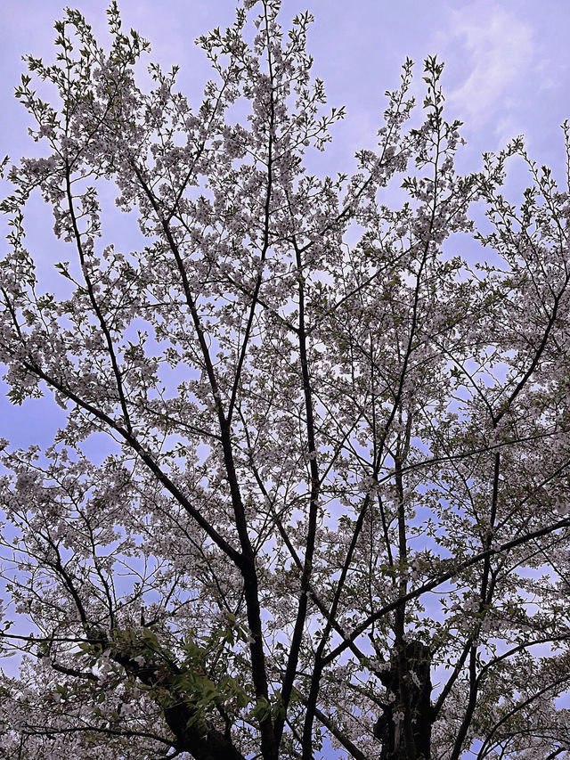 【埼玉大宮】桜の名所大宮公園✨