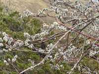 wild plum blossoms etched in the soul.