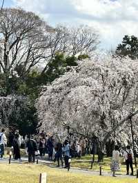 【絶対に見ておきたい桜】京都でいち早く見頃を迎えるスポット