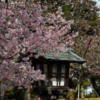 Spring in Kanazawa