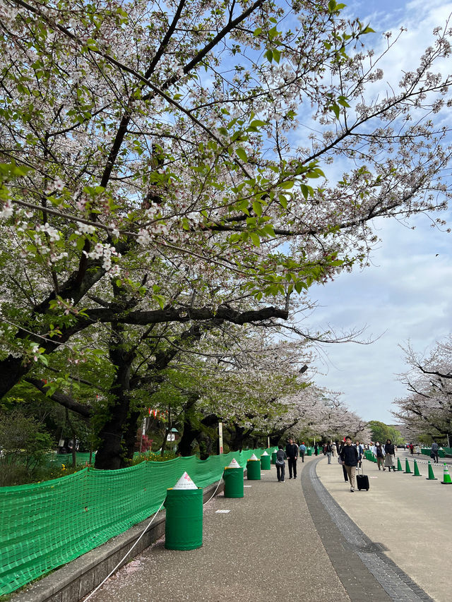 東京必到欣賞櫻花🌸之地🤗❣️上野恩賜公園 東京必到欣賞櫻花🌸之地🤗❣️上野恩賜公園