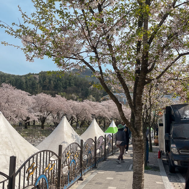 벚꽃 찐 막차 탈 수 있는 여행지 추천♥️