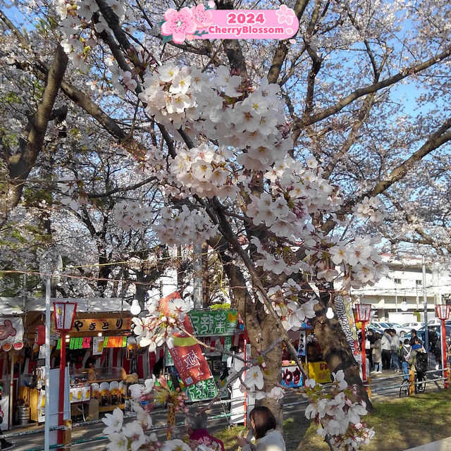 Breathing 🥰 in the Beauty 😍 of Sakura🌸💎