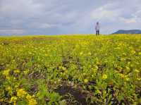 Strolling at Seopjikoji at Jeju Island