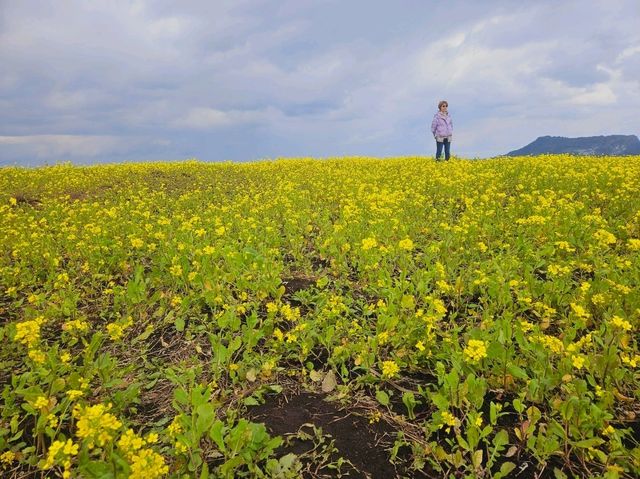 Strolling at Seopjikoji at Jeju Island