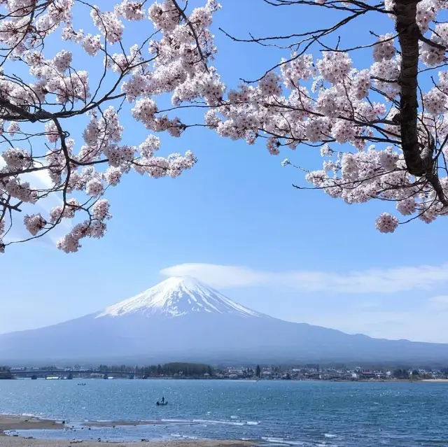 Fuji shiba Sakura festival 