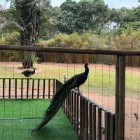 深圳野生動物園一日遊記🩷