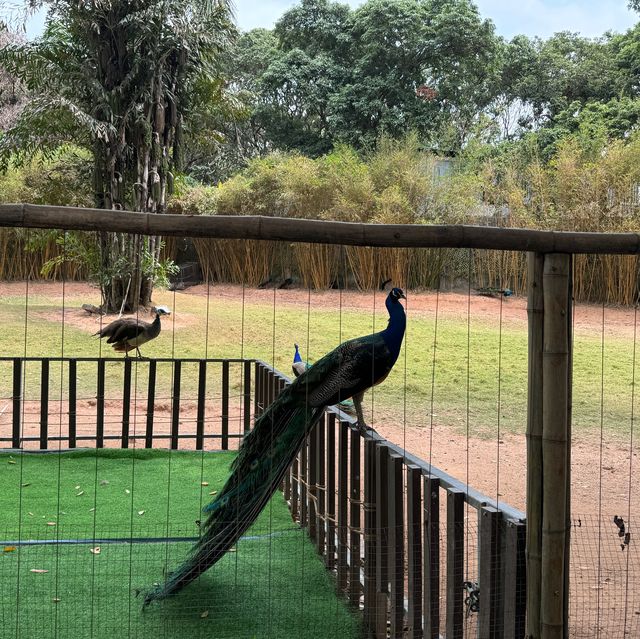 深圳野生動物園一日遊記🩷