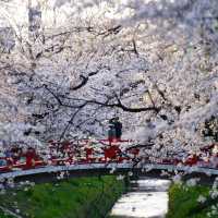 【埼玉】美しい川沿いの桜🌸名所