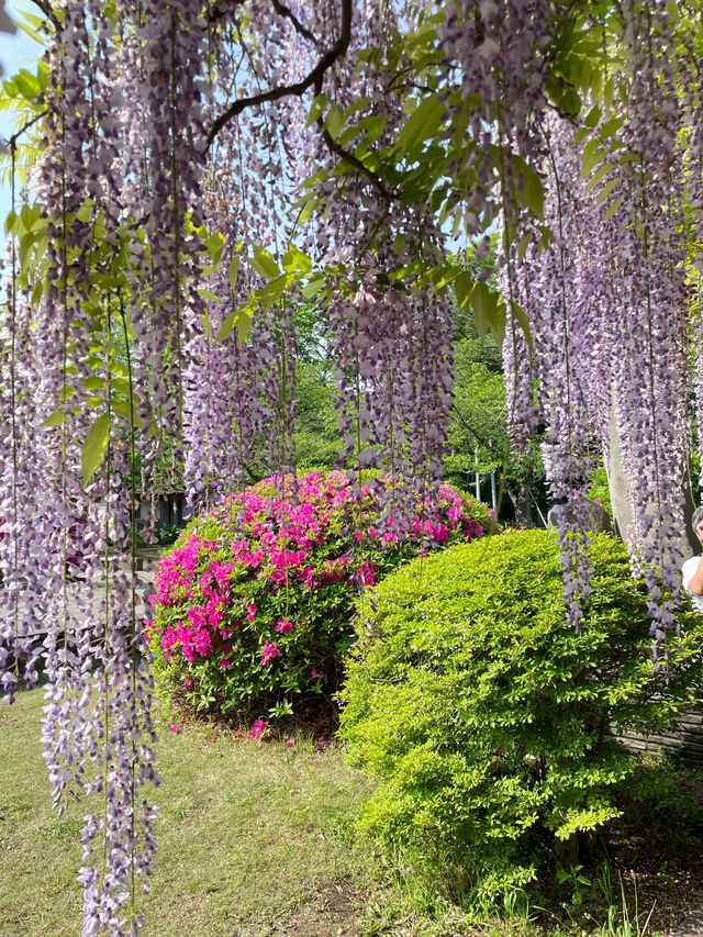 【玉敷神社のフジ/埼玉県】紫色が美しい関東有数の藤スポット 