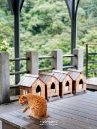 🐱🐱เที่ยวหมู่บ้านแมวที่ไต้หวัน
