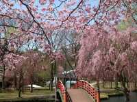 彌彥公園櫻花