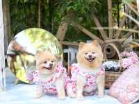 คาเฟ่ริมน้ำในรีสอร์ท The Antique Riverside 
