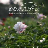 ดอกโบตั๋นบาน เมืองหลั่วยาง จีน