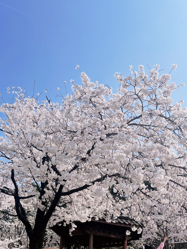 🌸경기도 벚꽃 명소 - 수원 팔달문 / 구 경기도청 