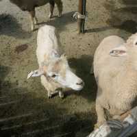 Adorable Sheeps At Cingjing Farm