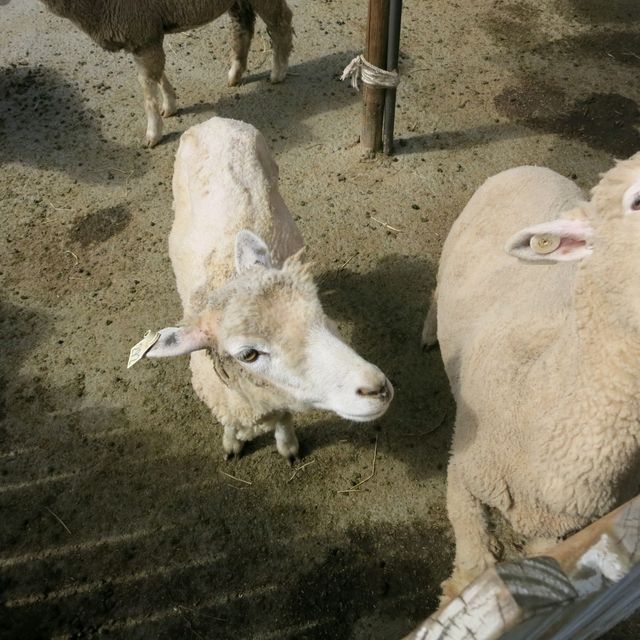 Adorable Sheeps At Cingjing Farm