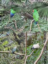 🌟春日探訪香港綠洲:尤德觀鳥園🌿