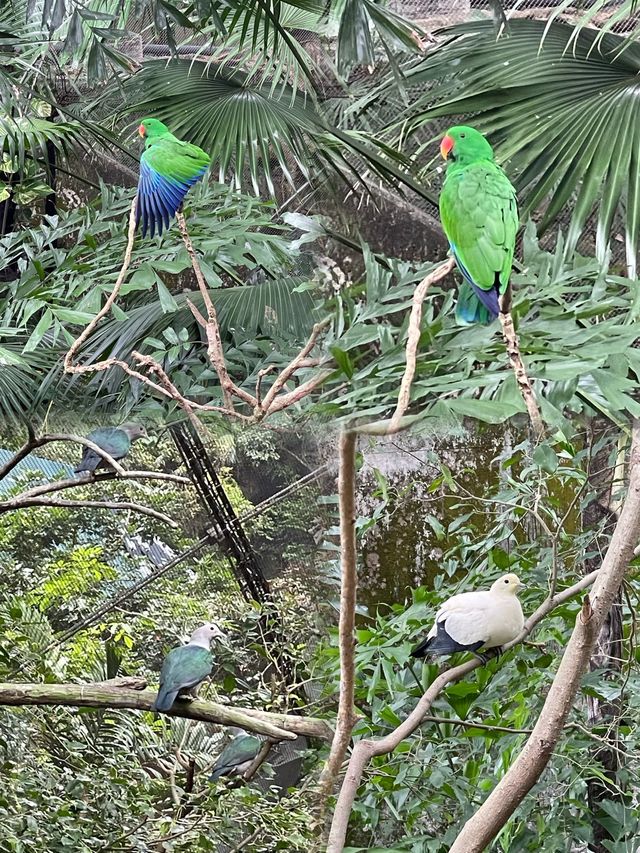 🌟春日探訪香港綠洲：尤德觀鳥園🌿