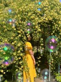 💛창원에서 제일 예쁜 목향장미 포토존💛