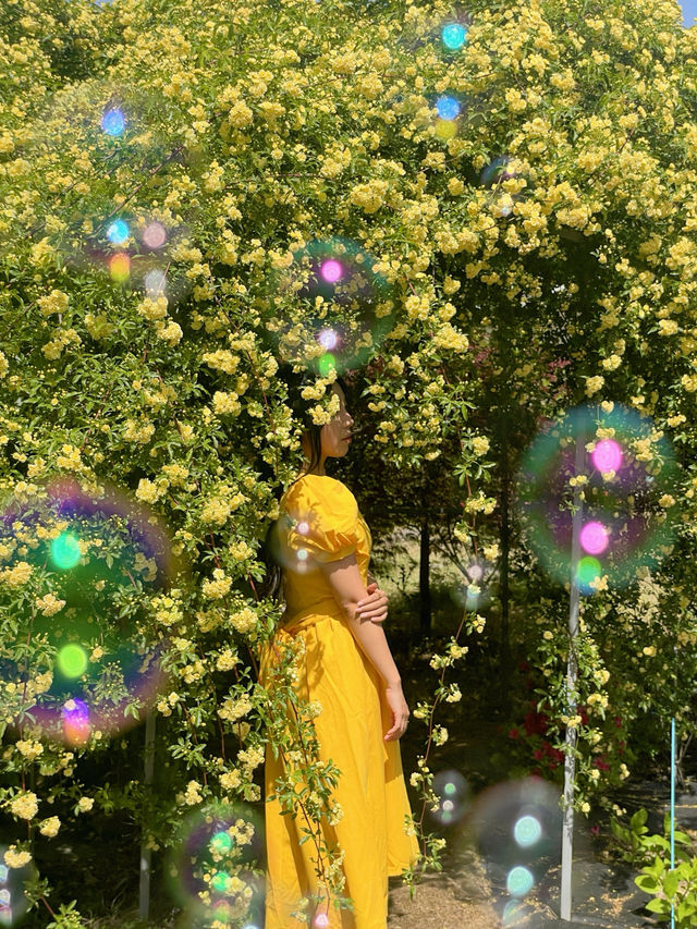 💛창원에서 제일 예쁜 목향장미 포토존💛