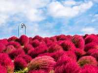 福島國營常陸海濱公園紅色掃帚草