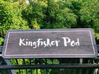 The Kingfisher Pod