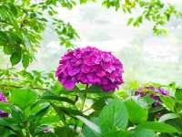繡球花公園